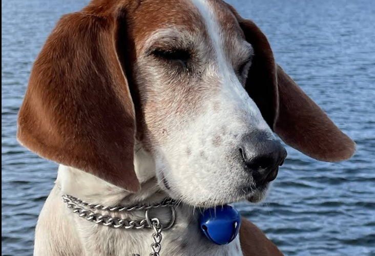 Rutland Veterinarian Clinic: Crossman Robin DVM