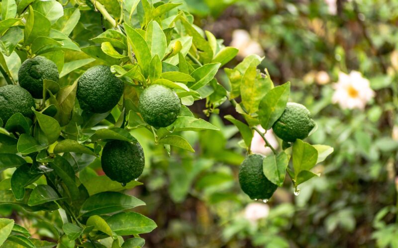 Bergamot in Perfumery: Why This Citrus Note Is So Popular