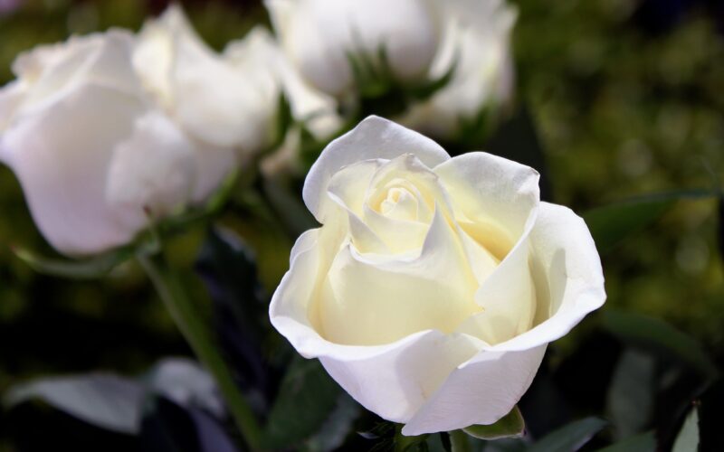 Robinson Funeral Service İn Concord NC