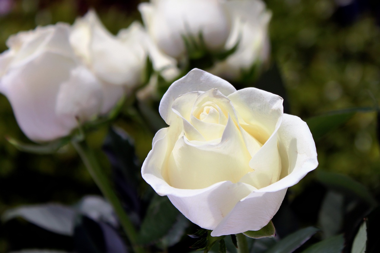 Robinson Funeral Service İn Concord NC